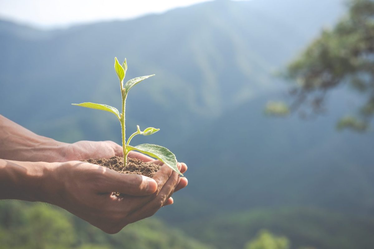 Jeune pousse verte tenue dans deux mains, illustration des allégations environnementales dans les contenus marketing